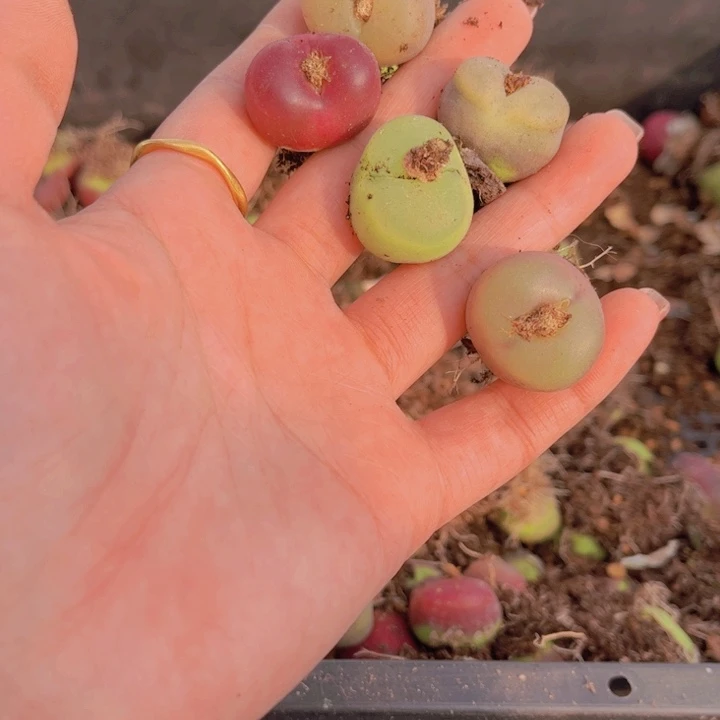 五颗毛毛00000000000