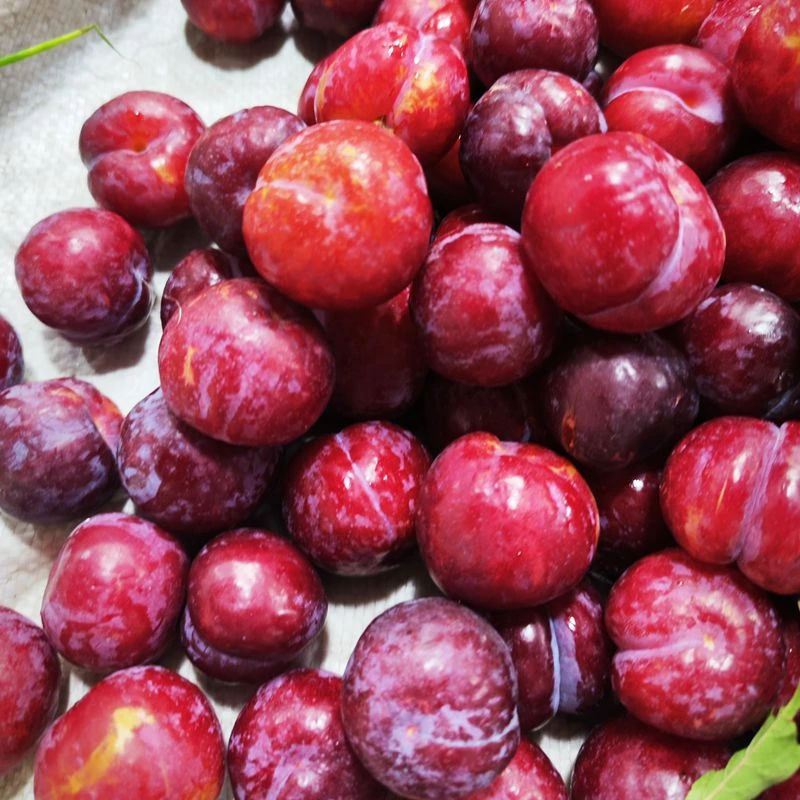 【顺丰上门】新鲜采摘黄肉酸甜嘎嘣脆富硒李子赣州宁都青塘李子包邮