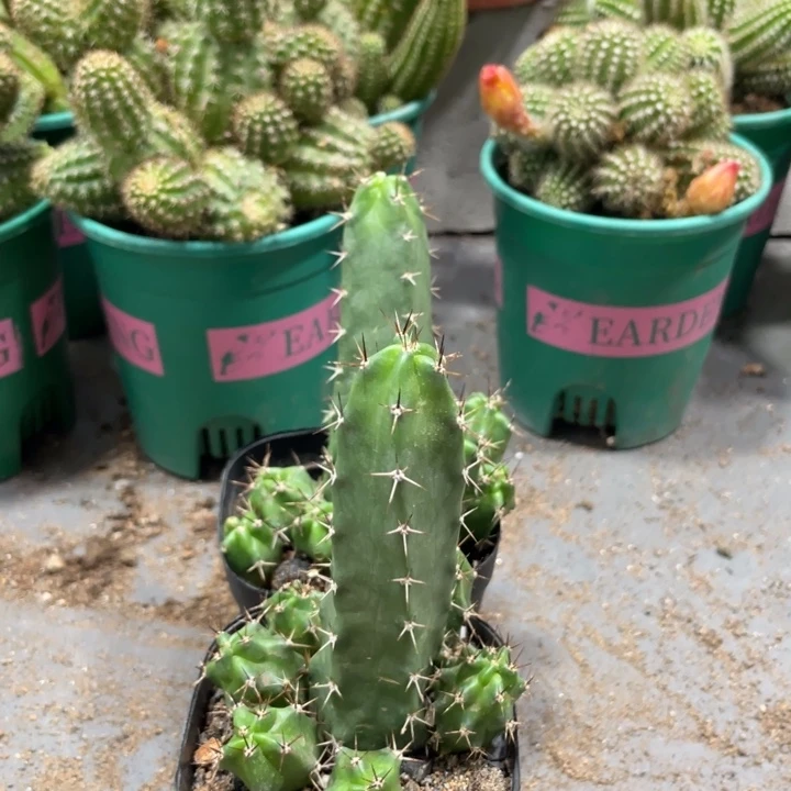 自根红花美花角新品带崽