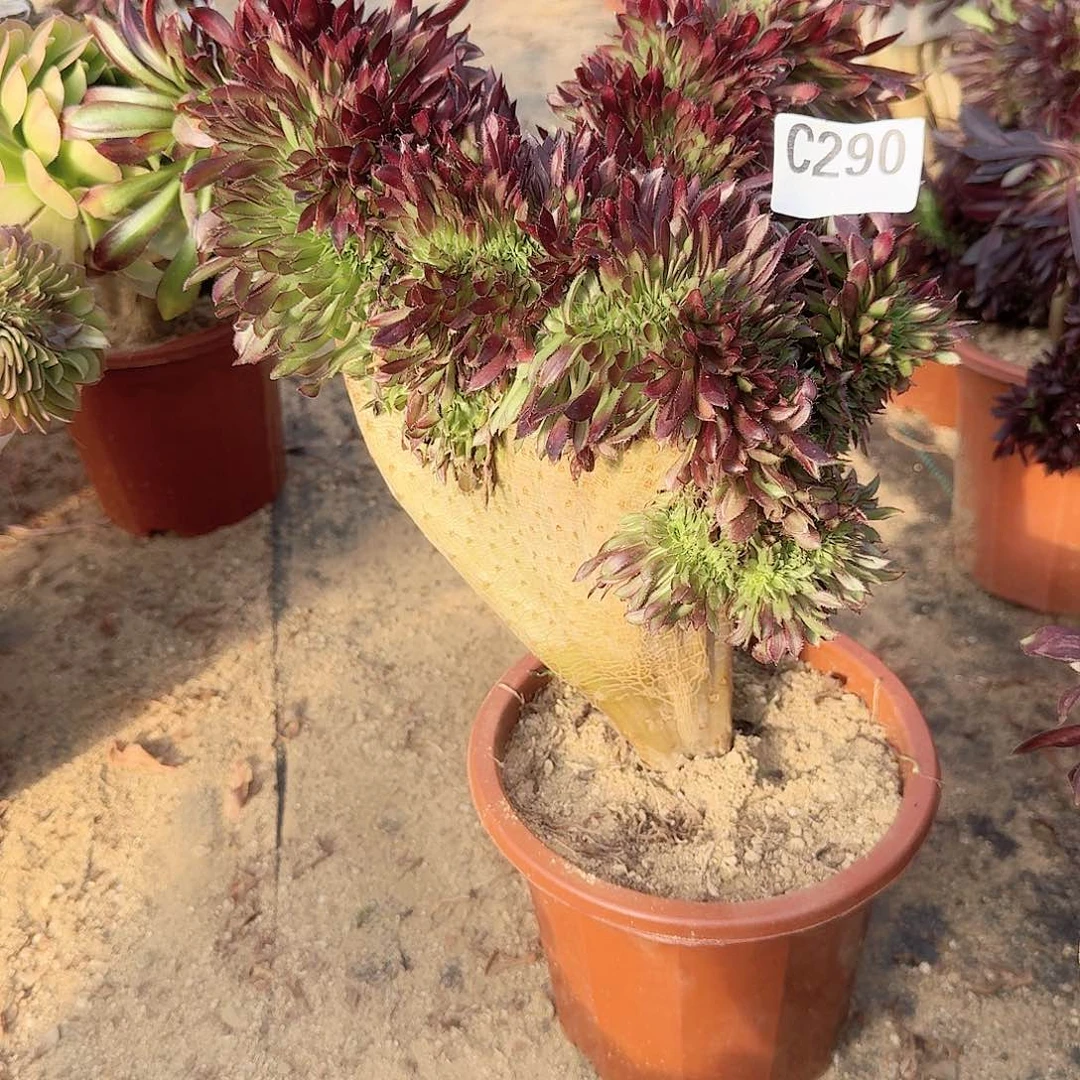 290黑法师一颗呀呀