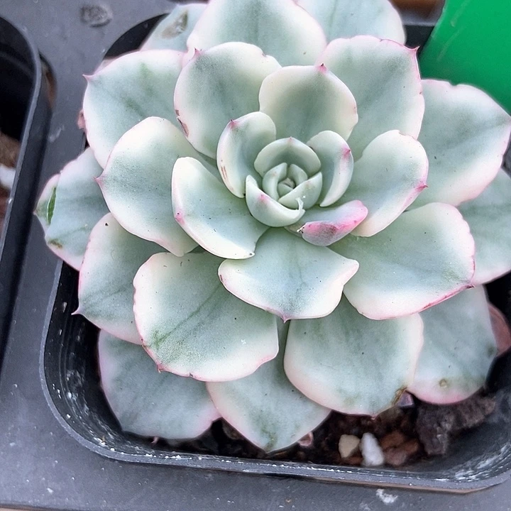 多肉植物黄桃锦845