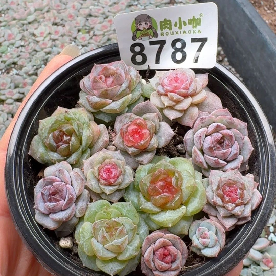 多肉植物多肉植物