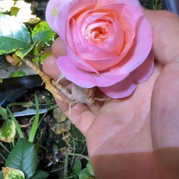 无花朵安妮斯妮小苗