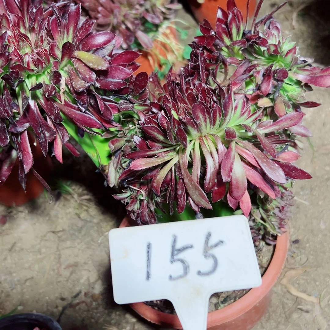 多肉植物黑法师缀花