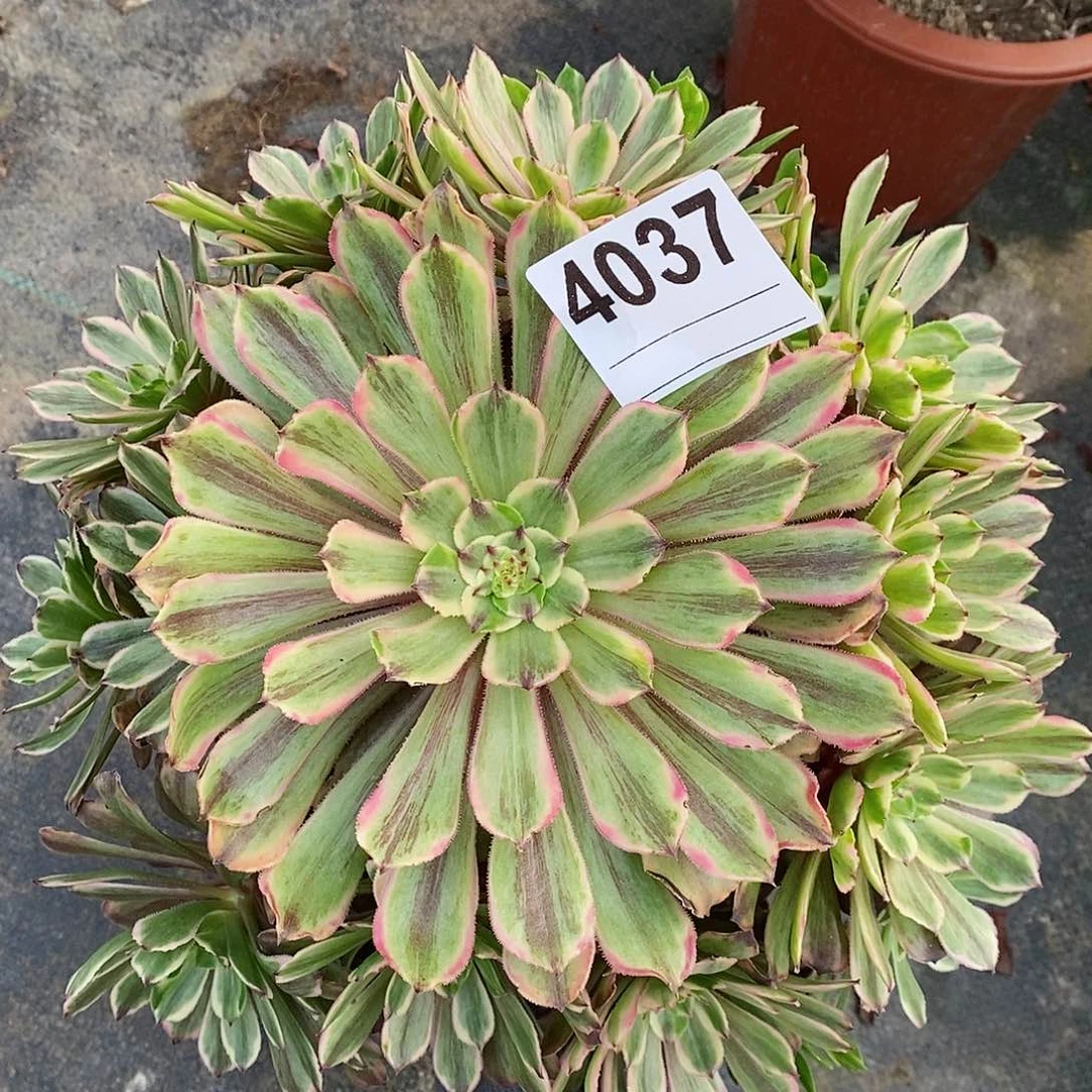 红陶4037花脸粉黛多肉