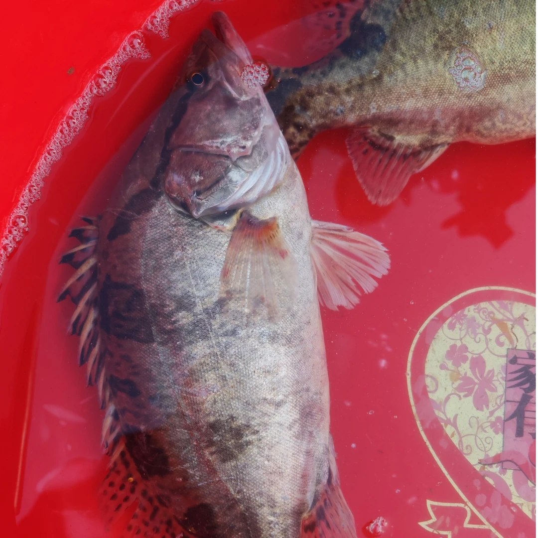 白洋淀原生态 鳜鱼3.7斤到4.3斤包邮炸鱼