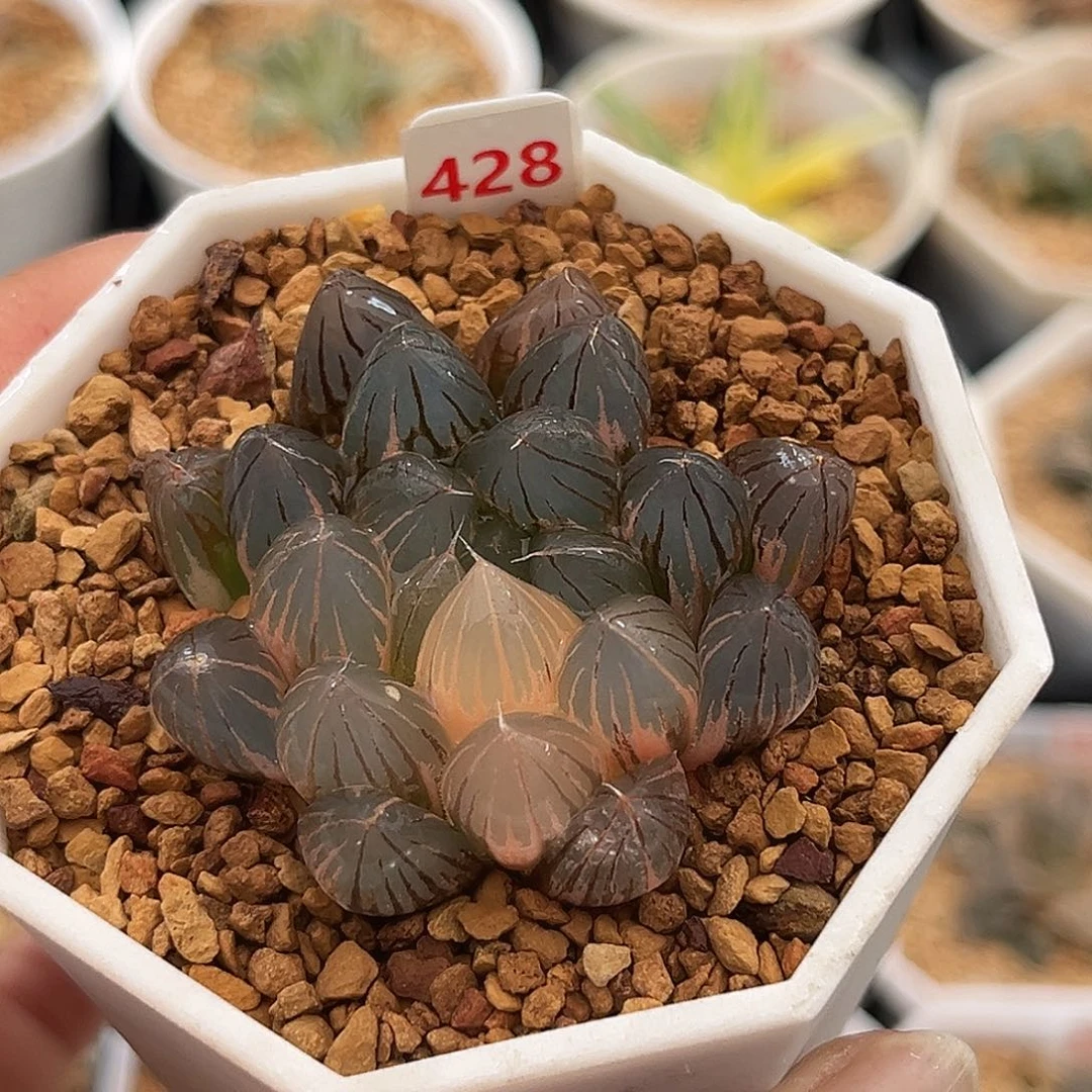 428霓虹灯玉露锦福利