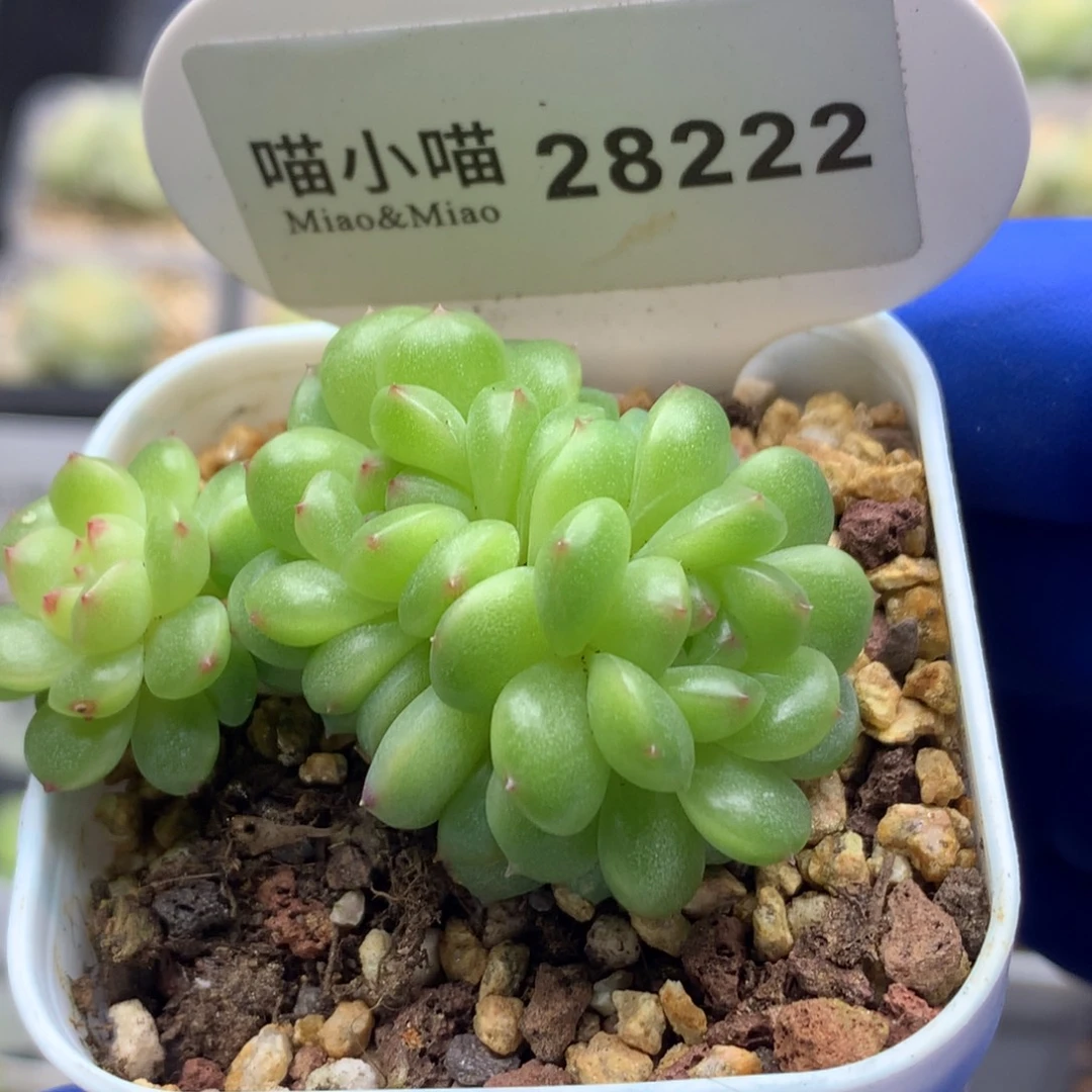 多肉植物杂交珍妮