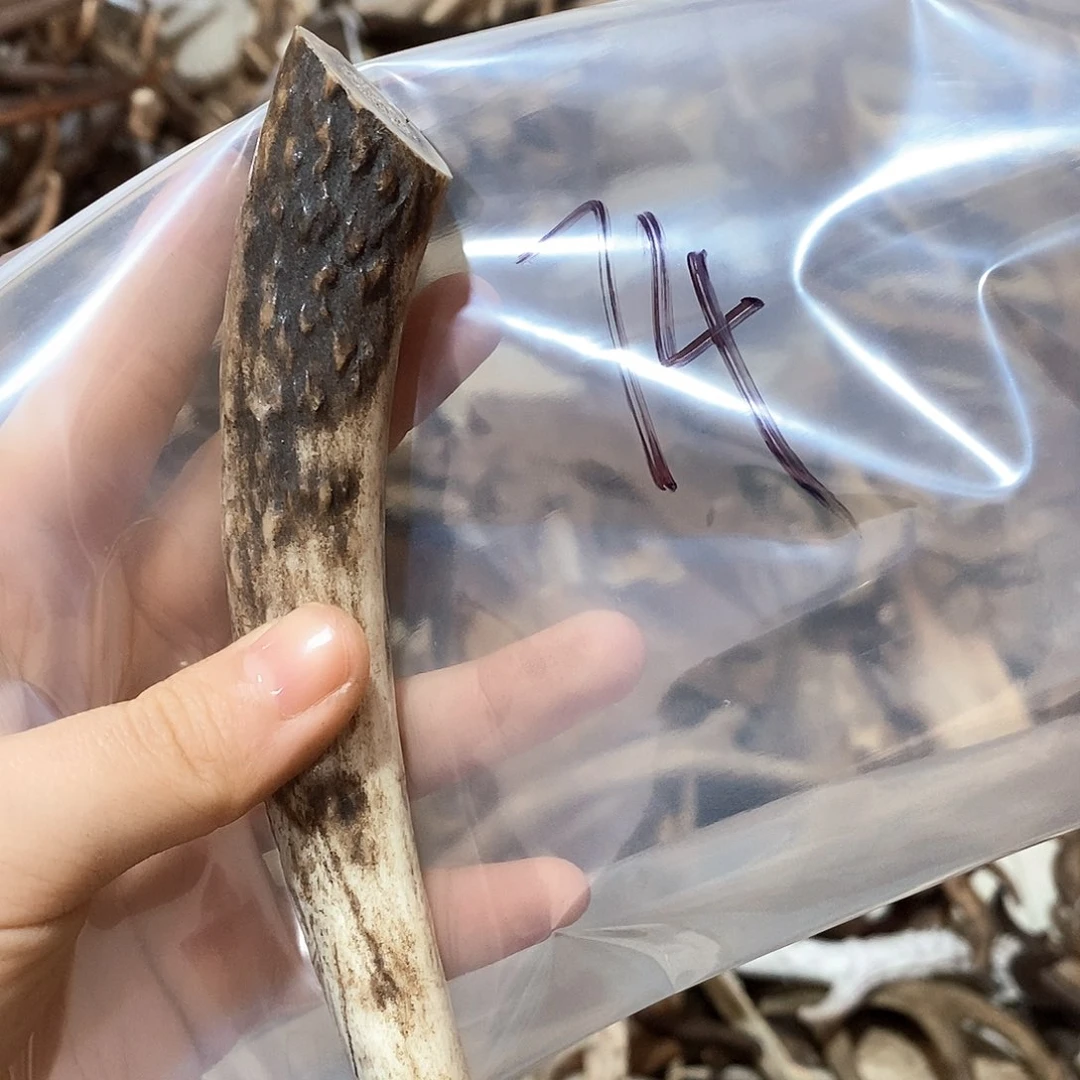 鹿角鹿角鹿角鹿角鹿