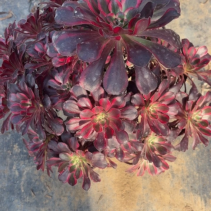 丽娜多肉法师不包损57