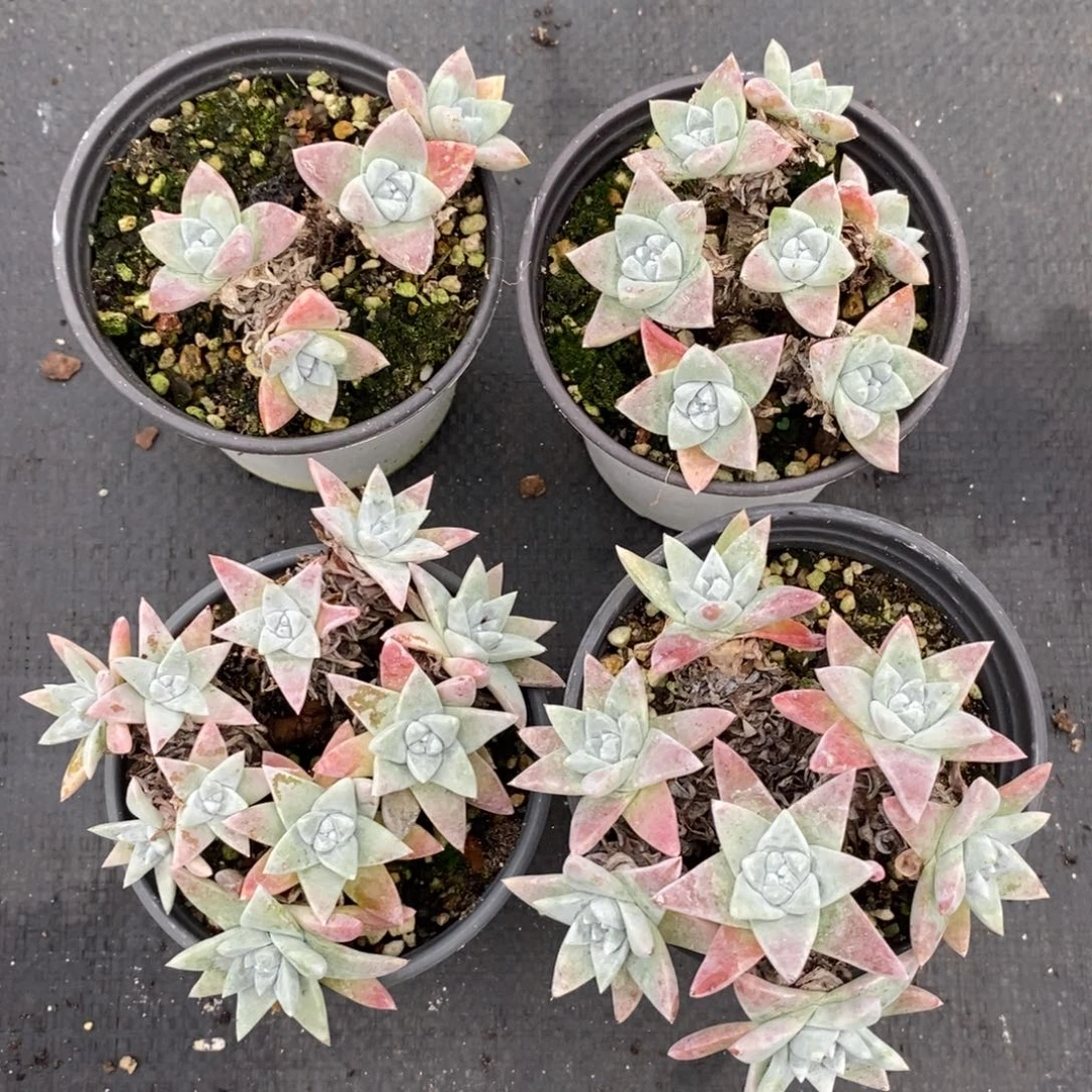 4颗大叶白菊包邮非偏