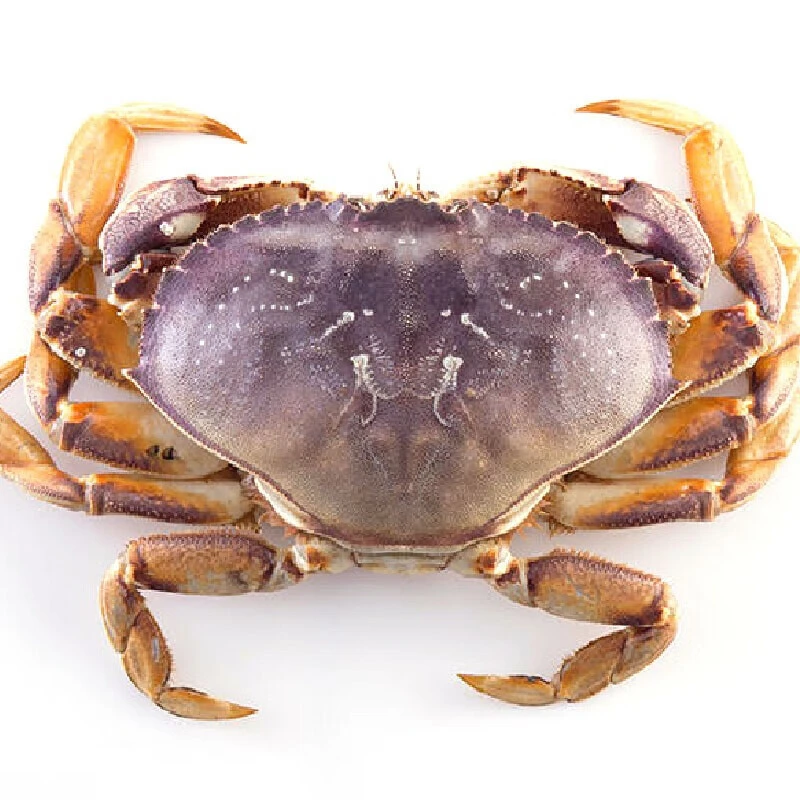鲜活珍宝蟹1只（一只大概2斤左右）