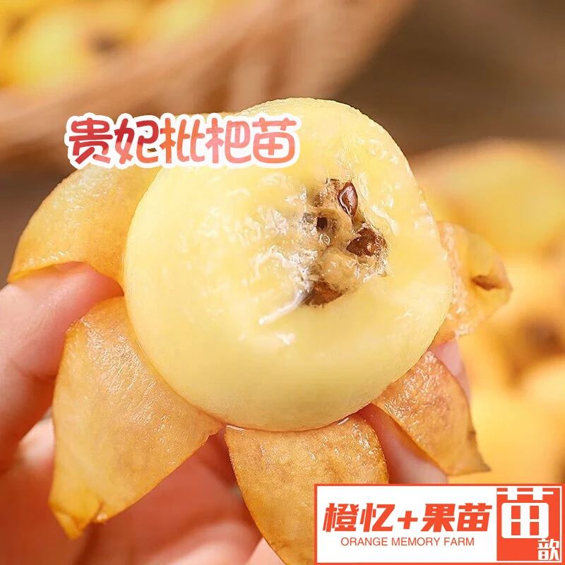 枇杷苗：贵妃枇杷苗丨盆栽地栽均可种植【白肉+中熟】