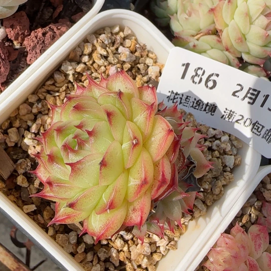 花语逸境0213-186