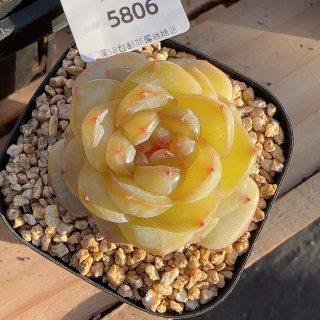 黄透珍妮，5806多肉植物