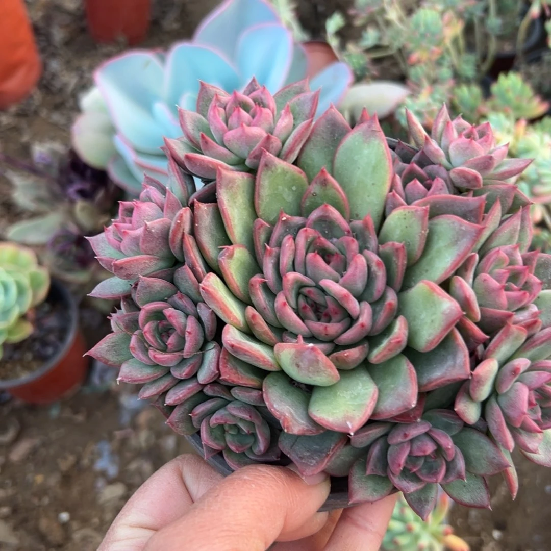 多肉植物富洛瑞安娜