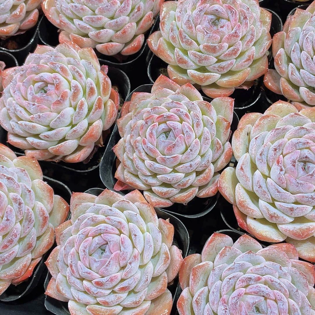 量拍36号 恩宠格瑞斯单头一个