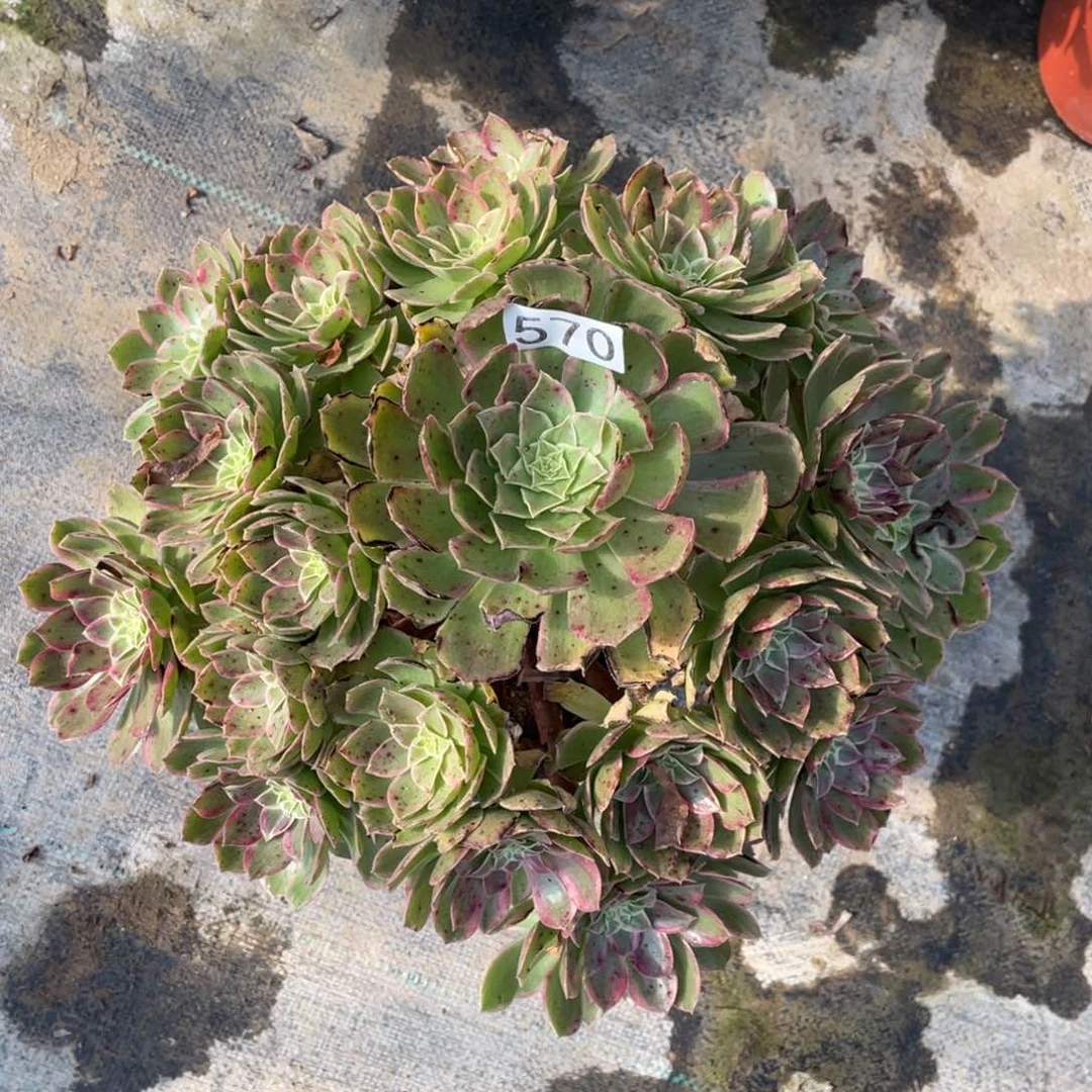 莲花多肉植物老桩