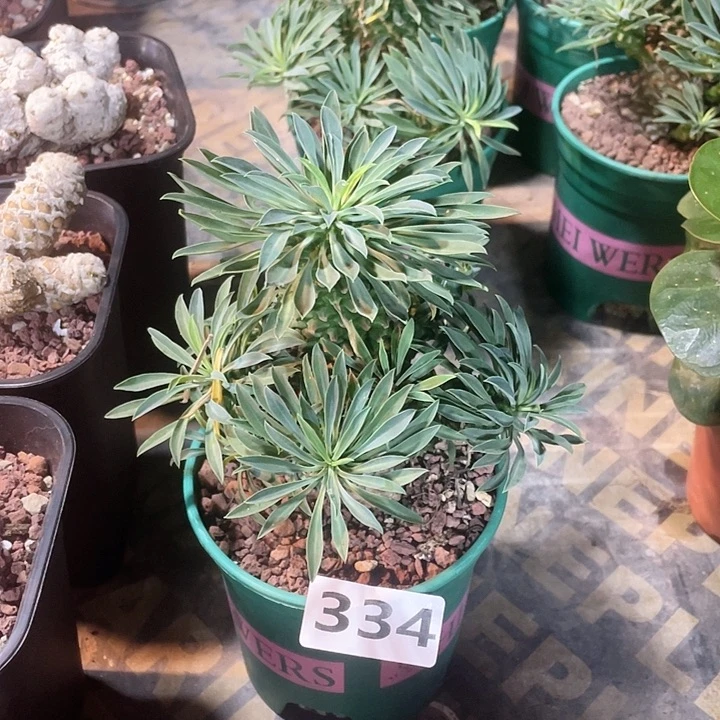 334铁甲麒麟大戟植物
