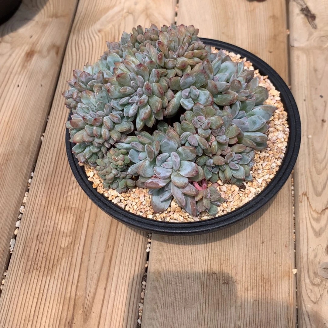 6****66橙子缀化发货多肉