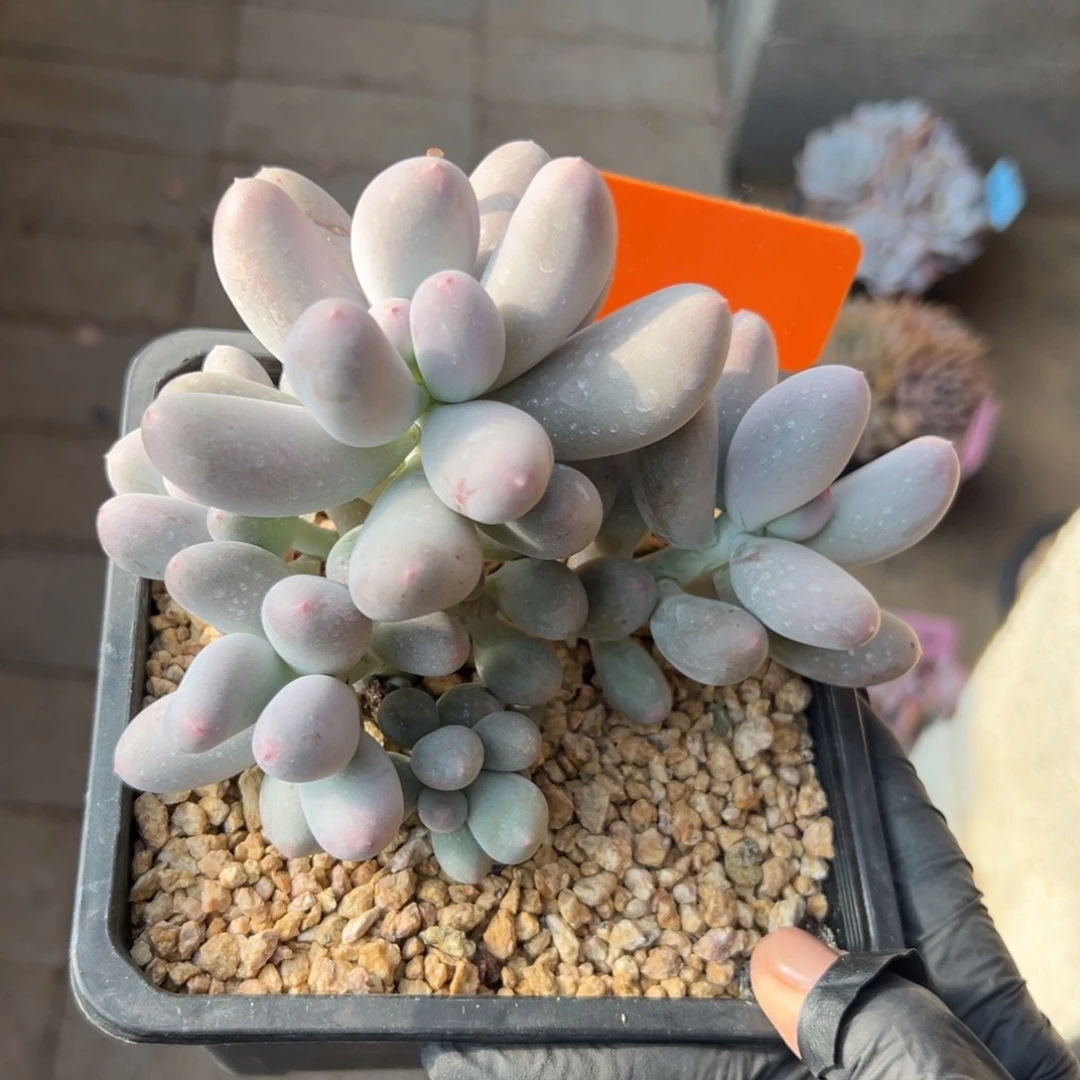 米可奶11111111111111