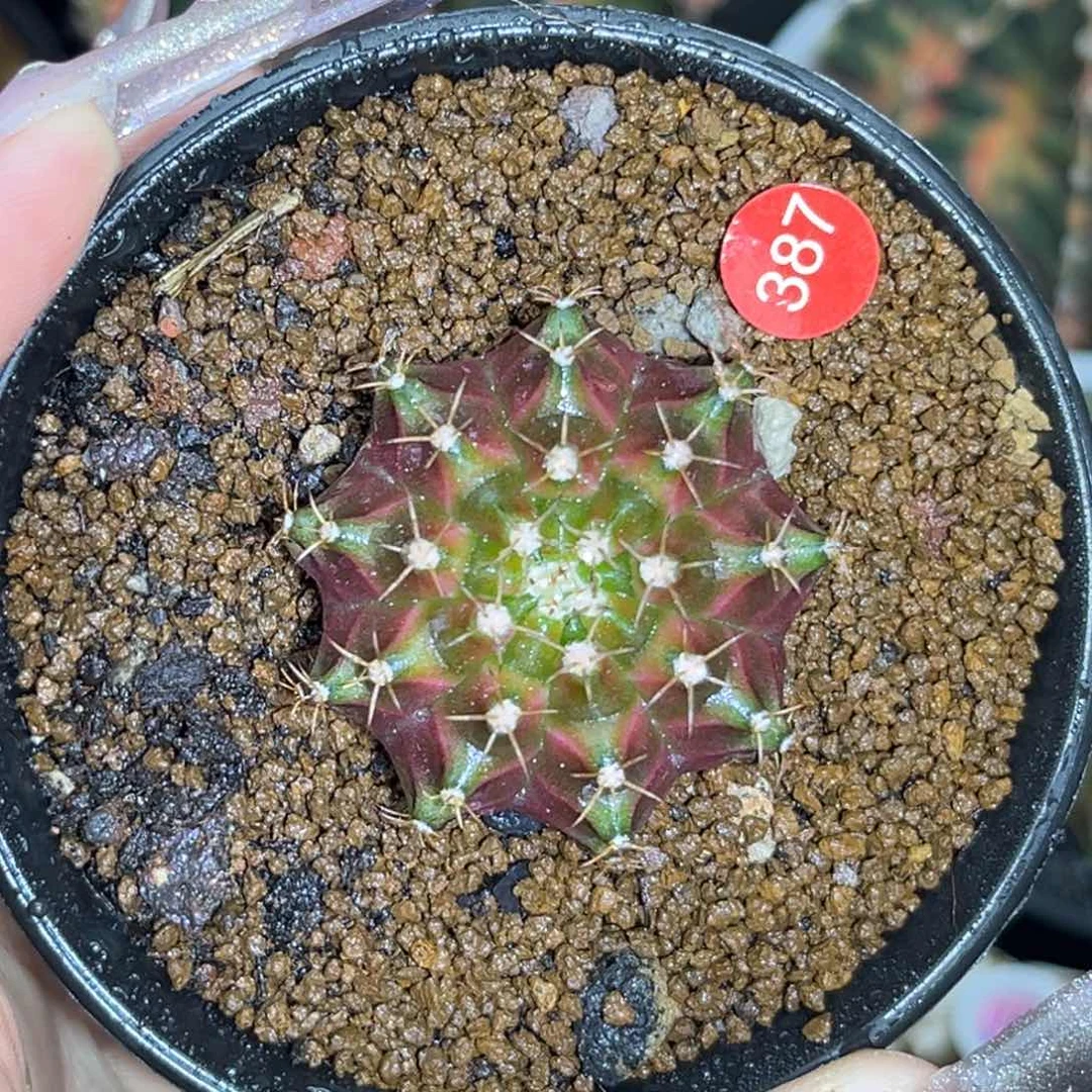 387 泰系轮回 实生 带盆土