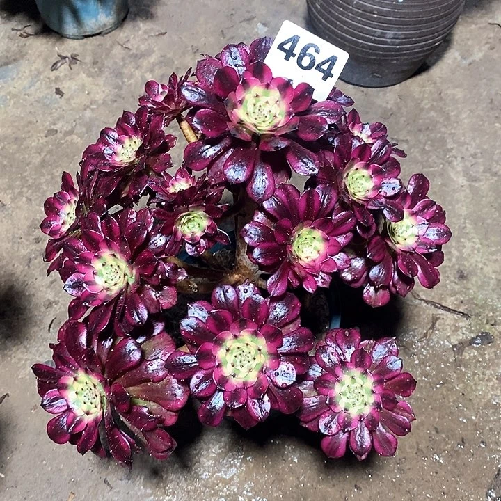 法师植物一物一拍12345678