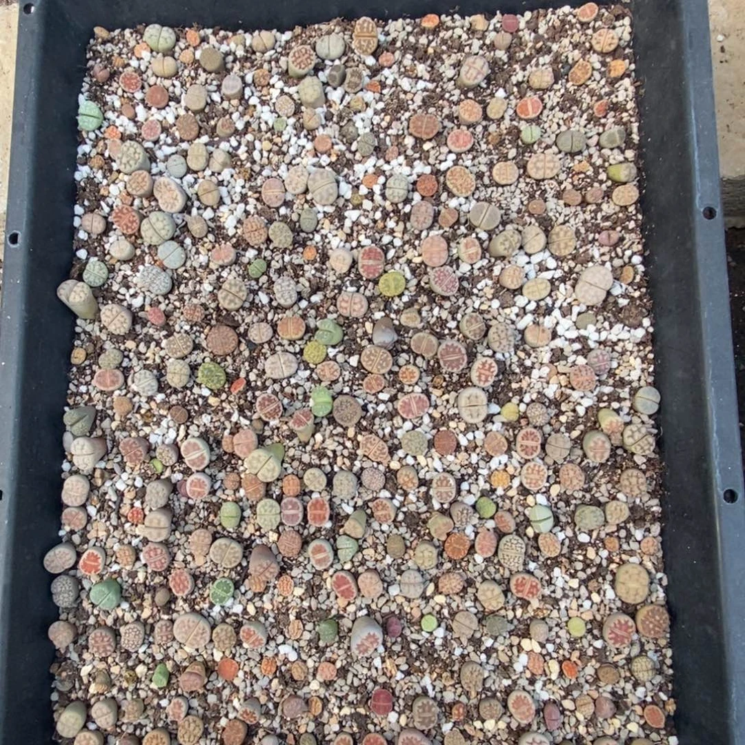 4959 一筐生石花混合带盆土部分偏干