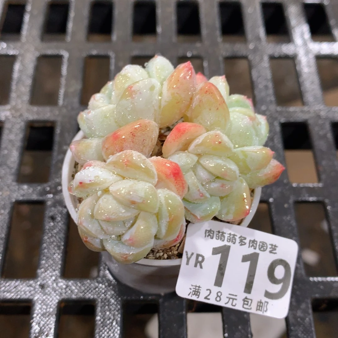 肉萌萌拇指盆精控多肉YR119