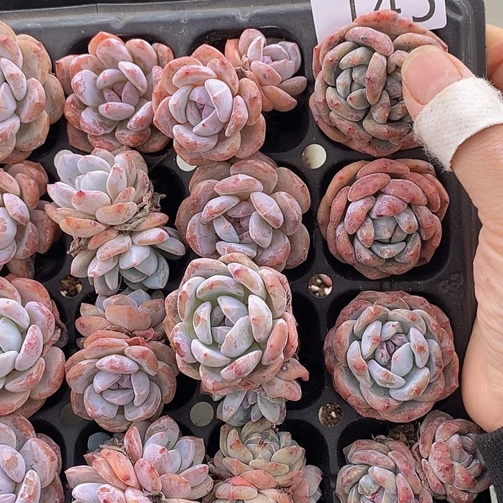 145 多肉植物盆栽植物