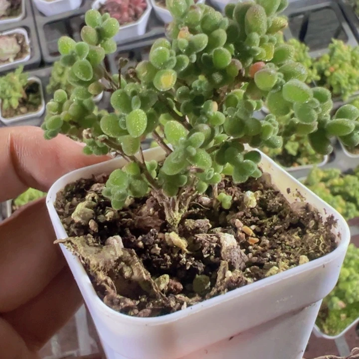 莱斯精品多肉植物