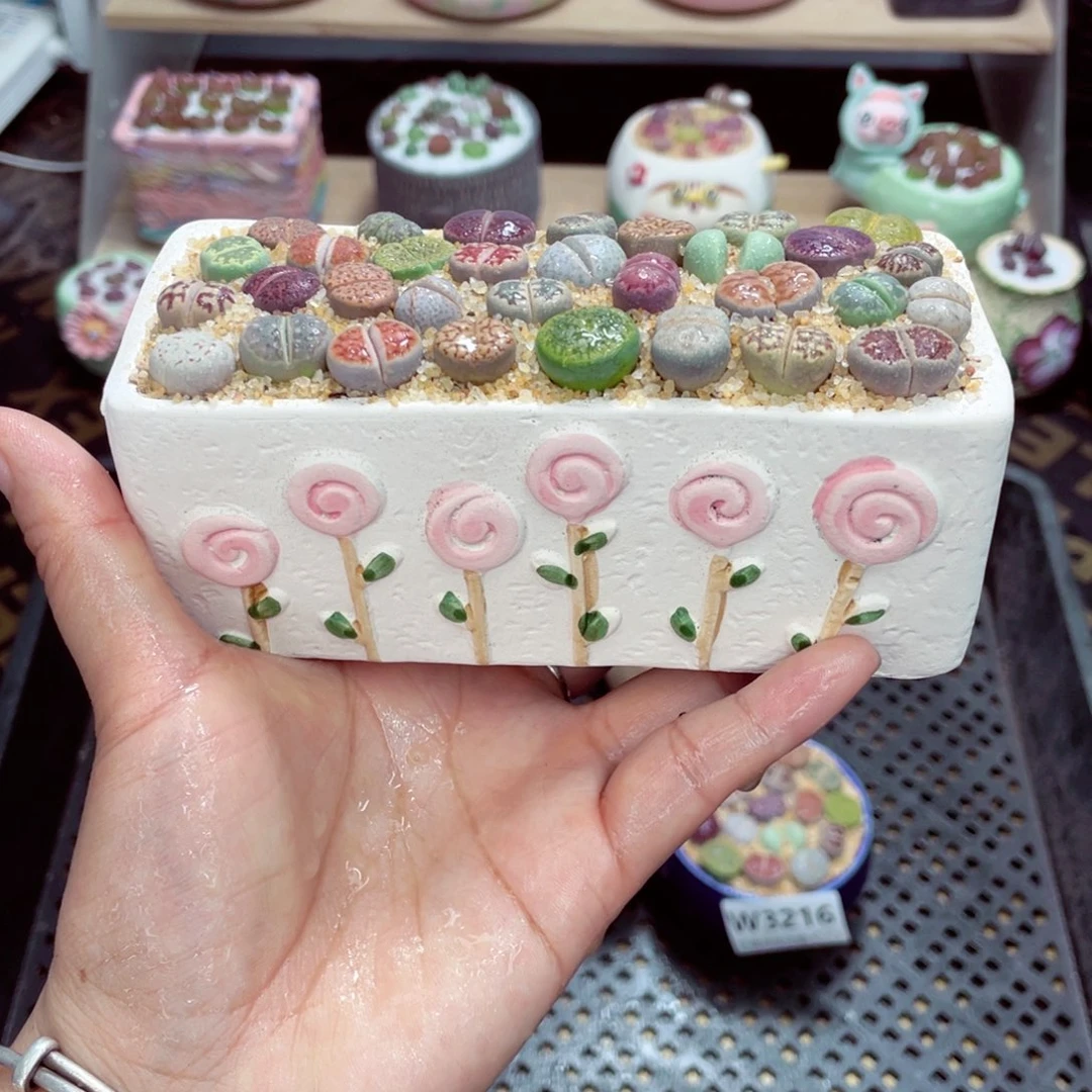 w3219 开播福利 带盆土发货一物一拍