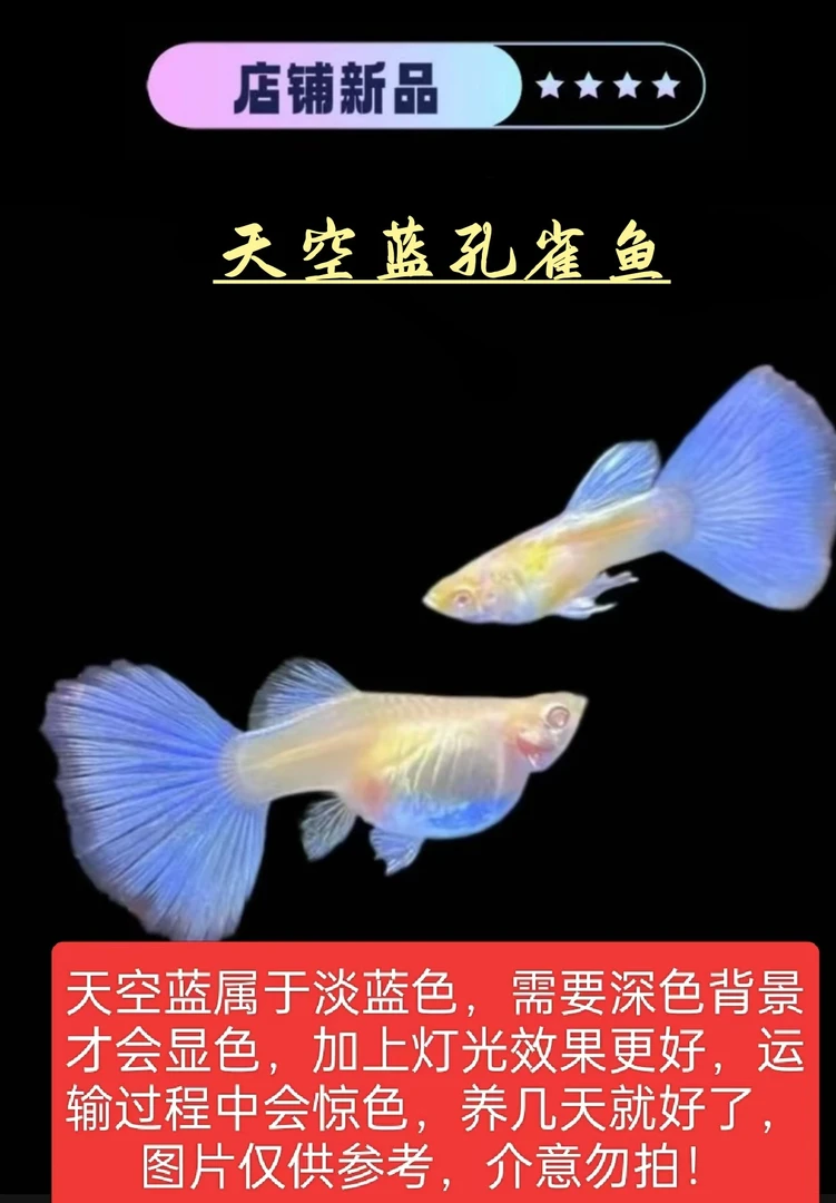 【天空蓝种鱼】（录开箱视频，超备损找客服，入缸不报损）