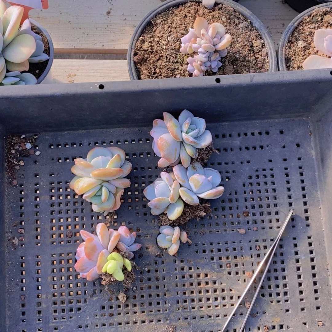 特价奶茶11111111