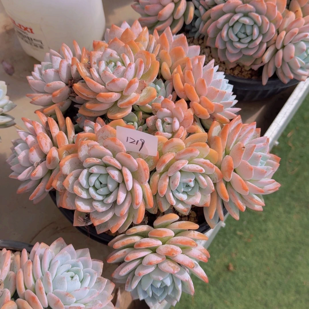 1219冷香多肉植物的生长