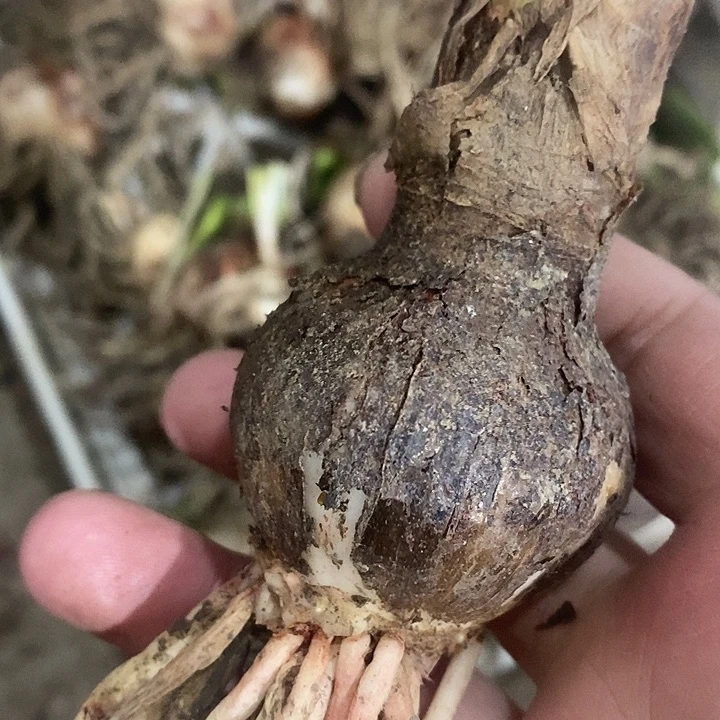 玛丽琳四点五加两颗