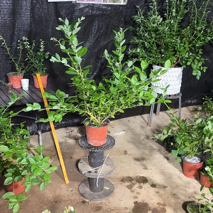 无花朵Chhhj 蓝莓酸奶牛奶