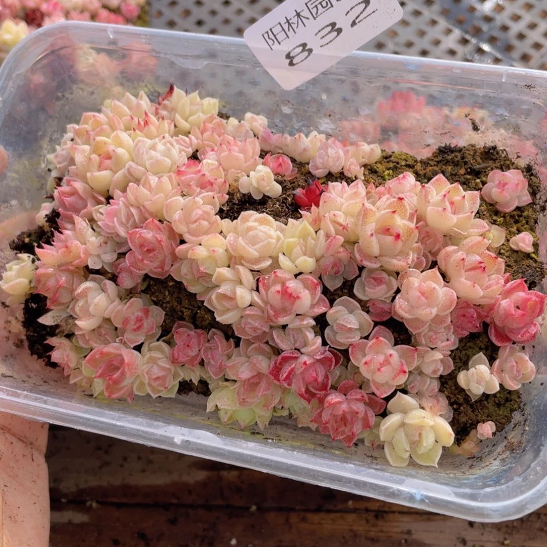 多肉植物多肉植物832