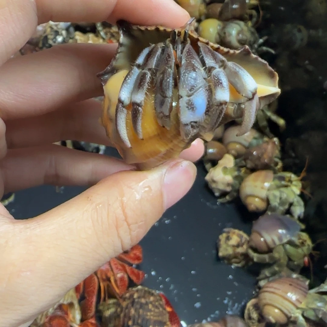 异色虎纹，快来欣赏