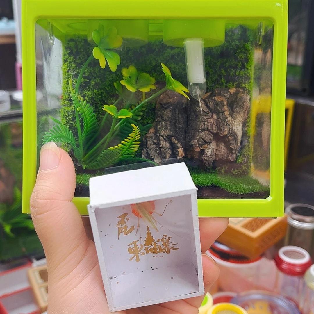 积木生态箱送竹铃
