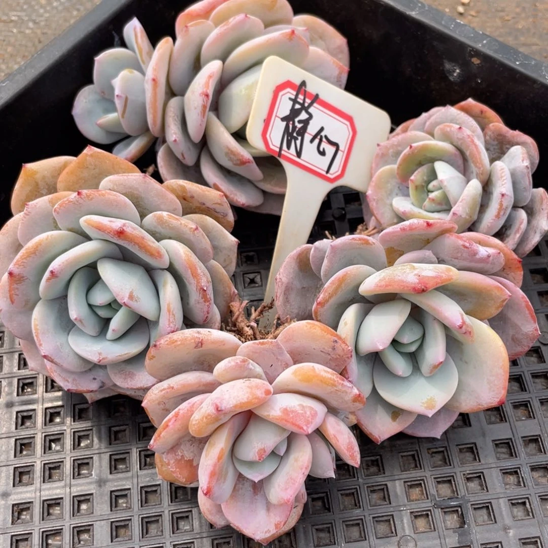 静**姐姐说她真的有男朋友没