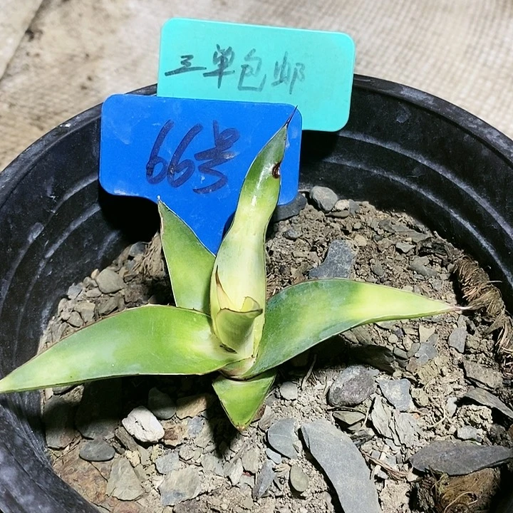 【闪购商品】无花朵龙舌兰印花龙