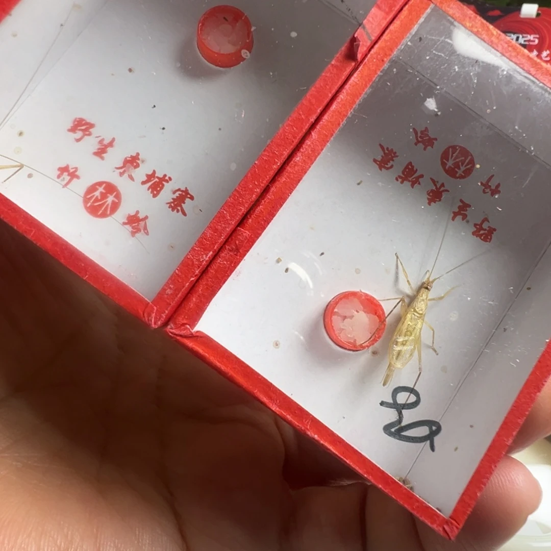 蟋蟀开叫长须柬埔寨竹蛉