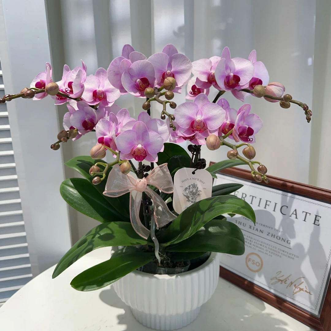 家成年宵【杭州美女】蝴蝶兰花卉带花剑带花苞四季植物单花剑5-5