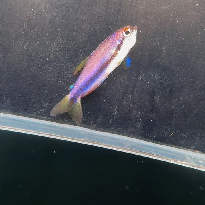 灯科鱼左下缸10号dy2.5厘米一条