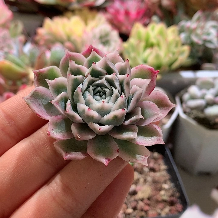 日系海林娜锦腹轮锦有根