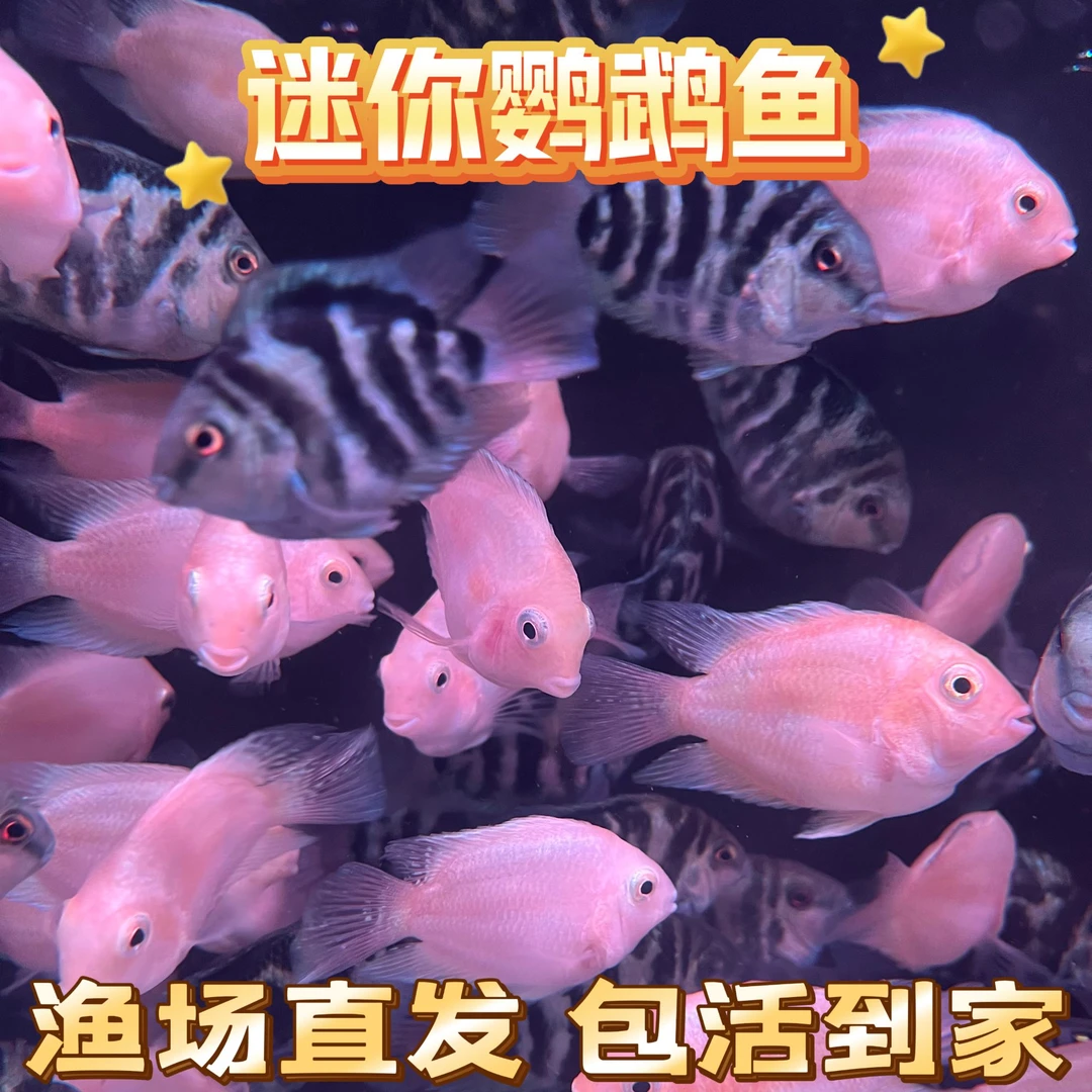 精品迷你鹦鹉鱼 无开箱视频无售后 爽快交易介意勿拍