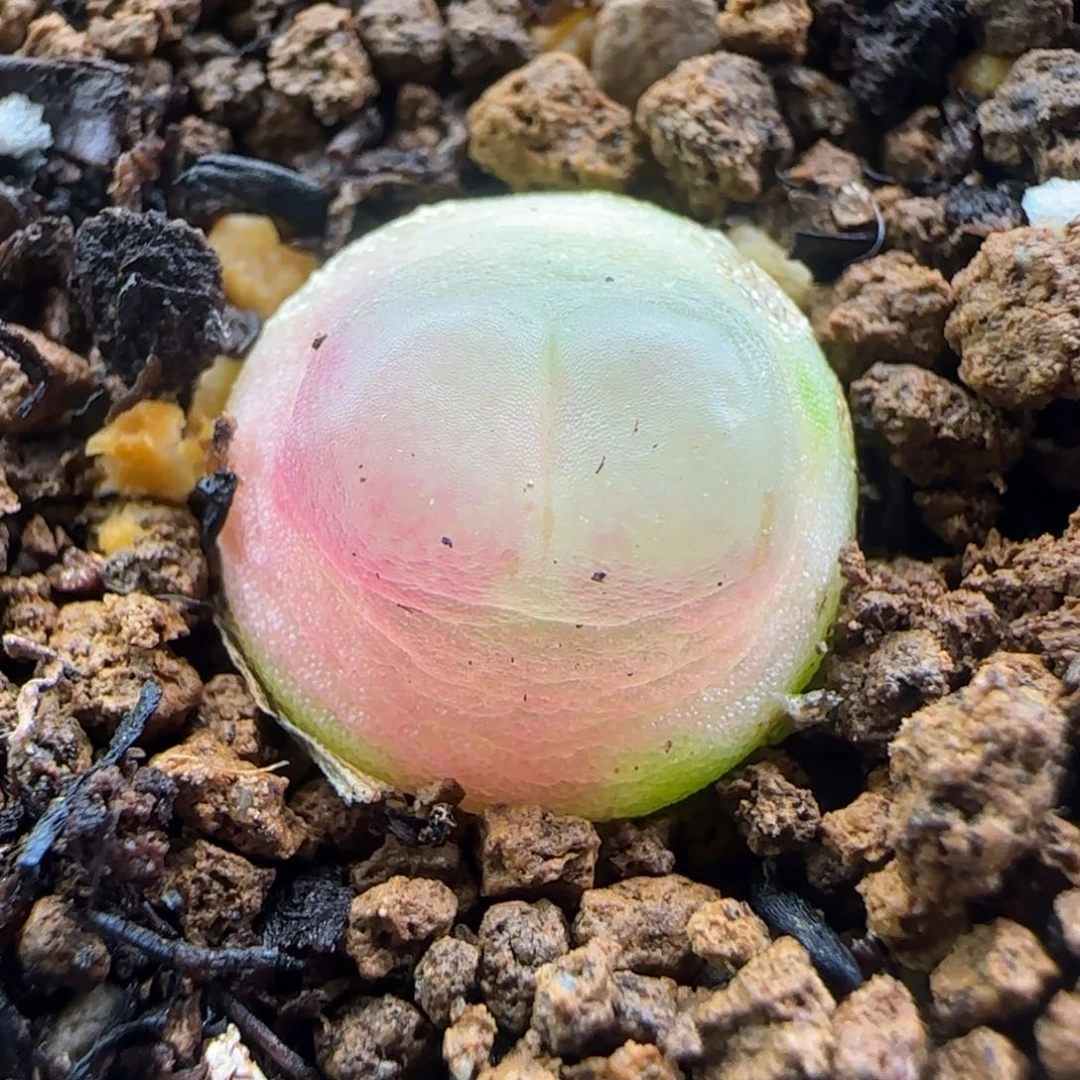 2.13.43/尺寸1.2/紫皮拉登