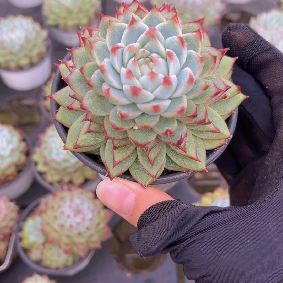 桃夭仙子9.5公分99999999999