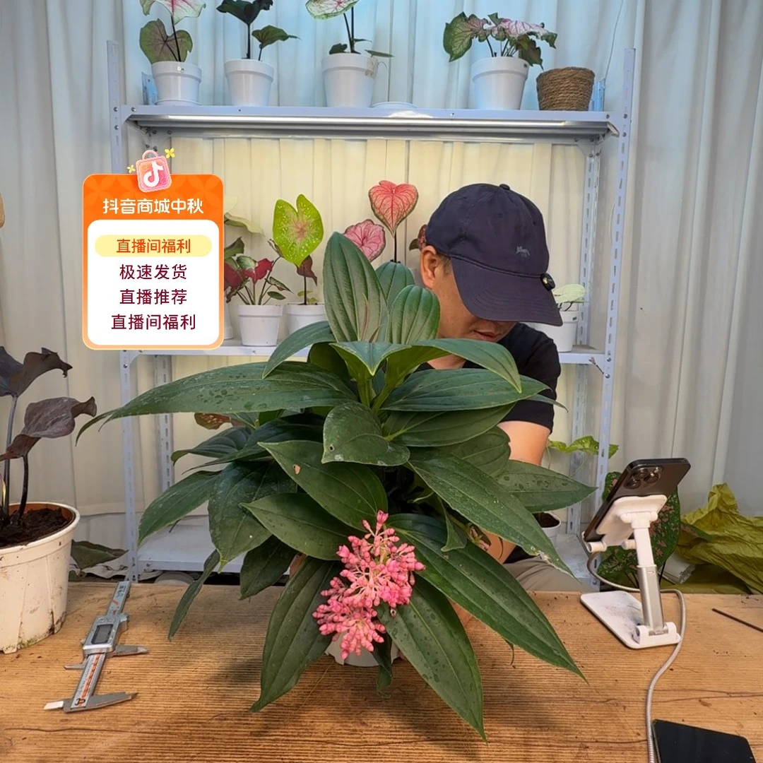 无花朵金连灯   随机 不包花